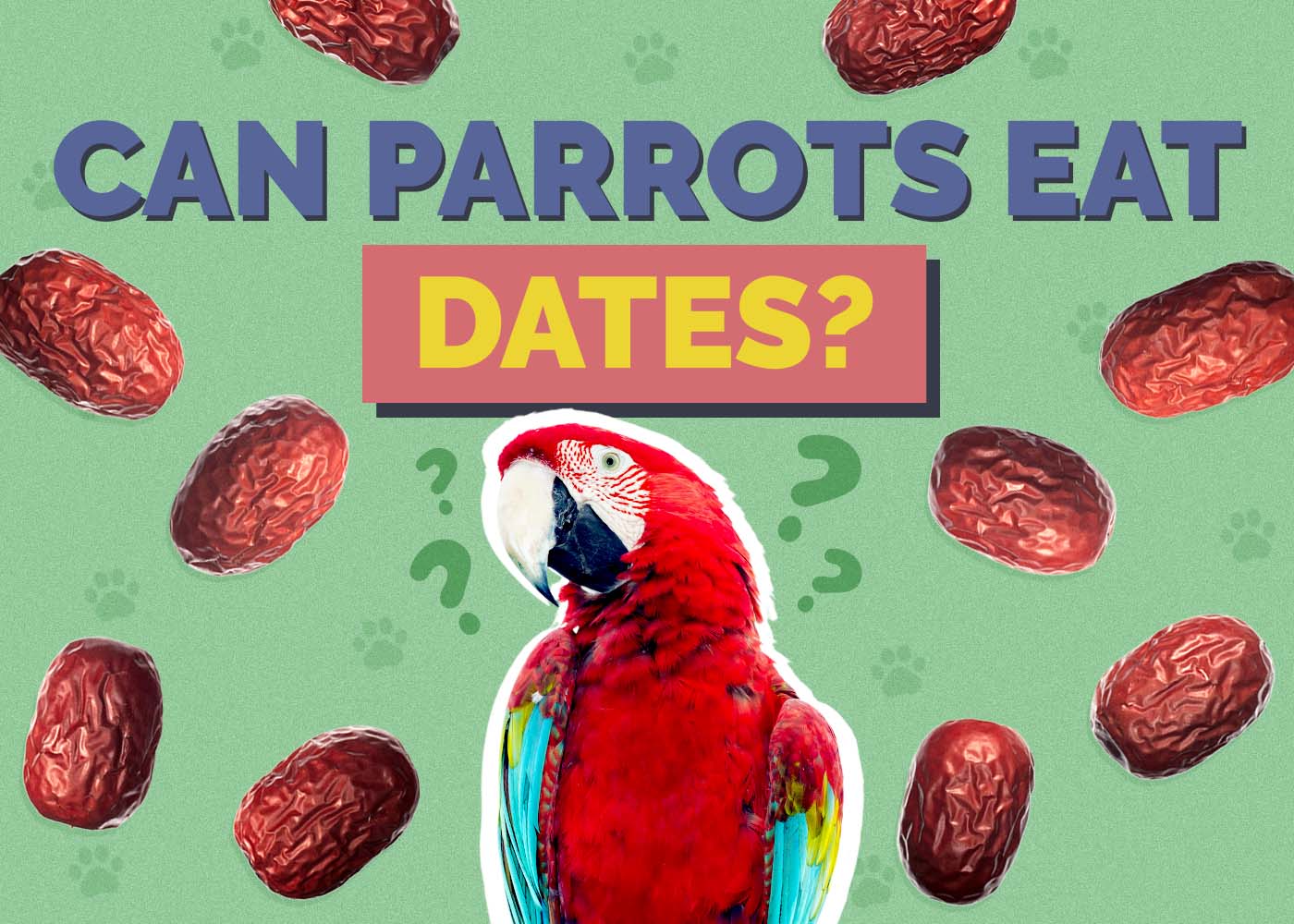 Can Parrots Eat Dates? Vet-Approved Nutrition Guide