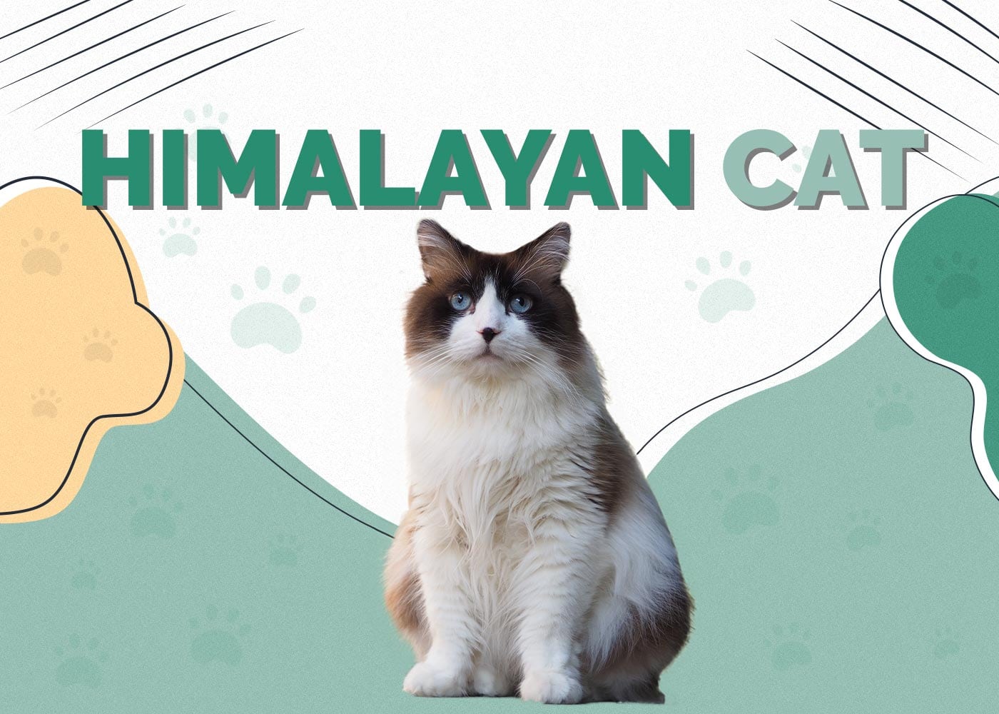 Himalayan Cat Breed: Info, Pictures, Care, Traits & Facts