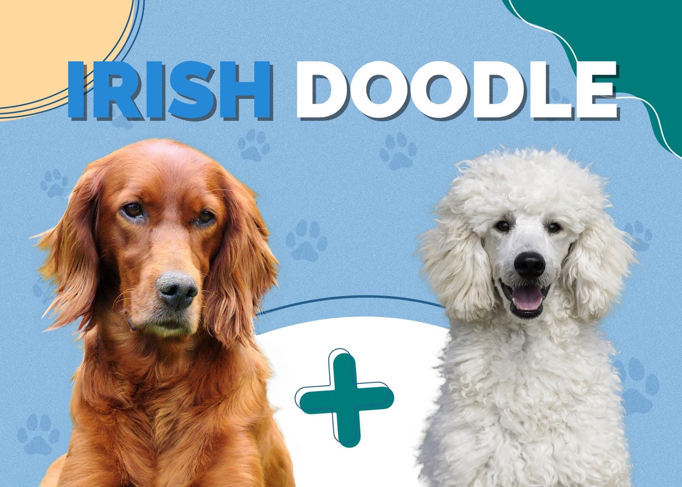 Irish Doodle (Poodle & Irish Setter Mix): Info, Pictures, Traits