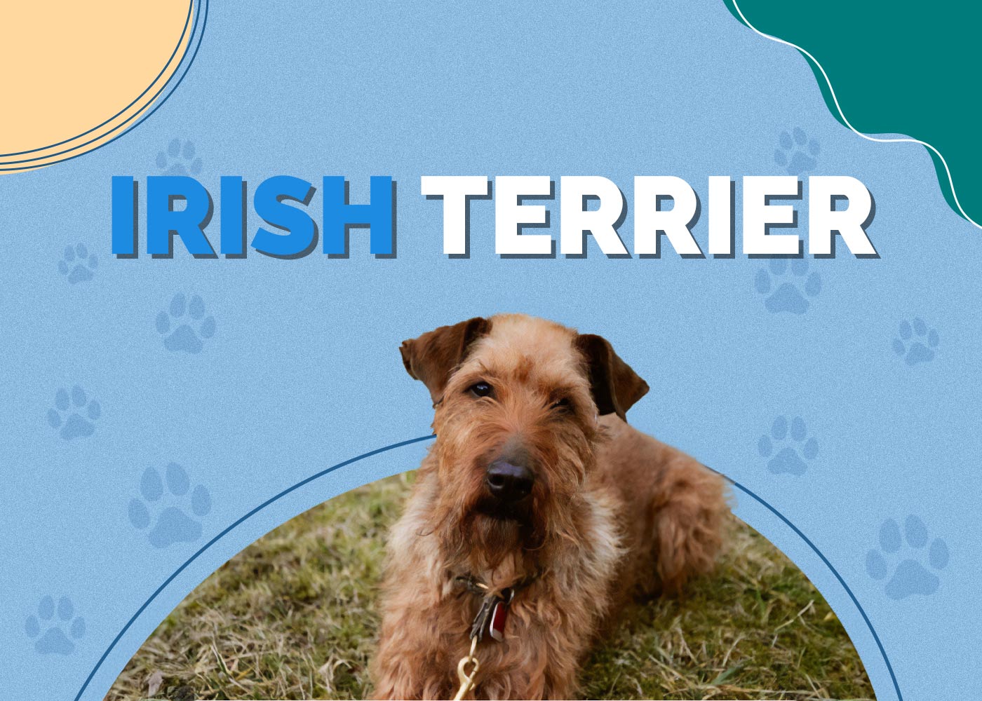 Irish Terrier Dog Breed Info: Pictures, Personality & Facts