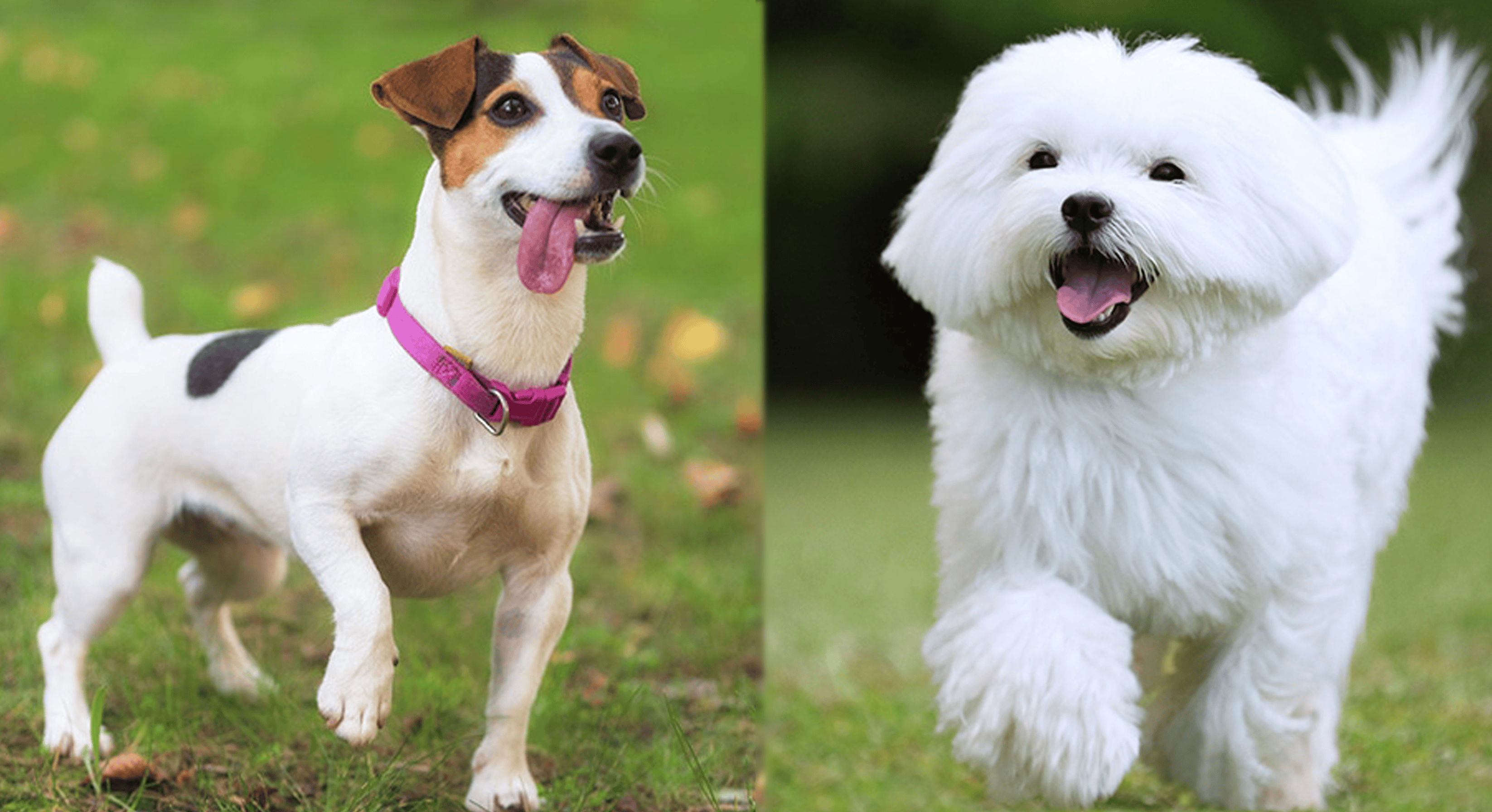 Jacktese (Jack Russell Terrier Maltese Mix): Info, Pictures, Traits & More