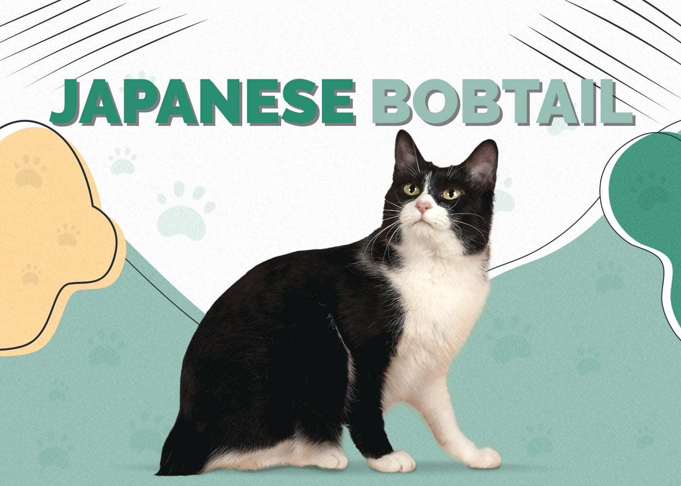 Japanese Bobtail Cat Breed: Info, Pictures, Care, Traits & Facts