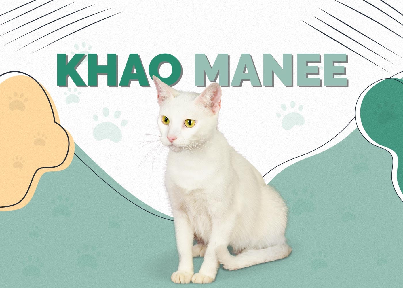 Khao Manee (Diamond Eye Cat): Info, Pictures, Characteristics & Facts