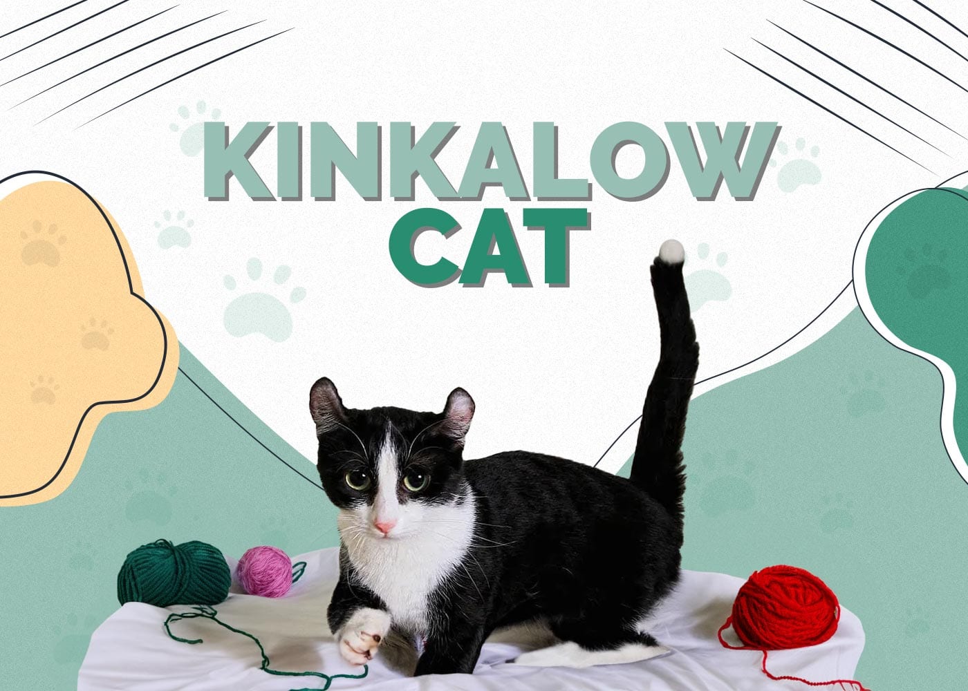 Kinkalow Cat Breed Info: Pictures, Temperament & Traits