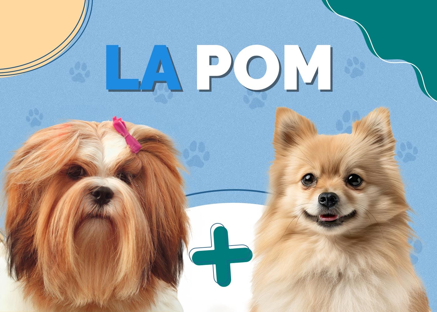 La Pom (Lhasa Apso & Pomeranian Mix): Info, Pictures & Traits
