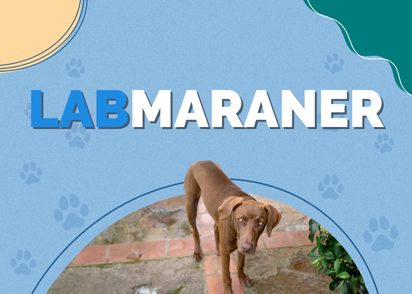 Labmaraner (Labrador & Weimaraner Mix) Info, Pictures, Characteristics & More