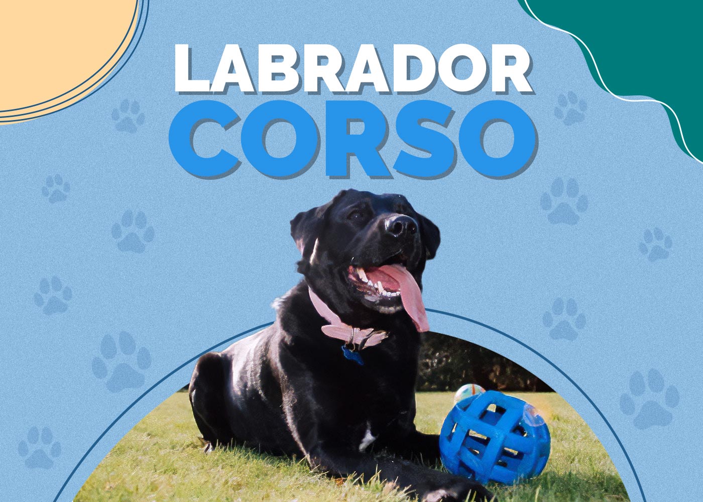 Labrador Corso (Cane Corso & Lab Mix): Info, Pictures & Facts