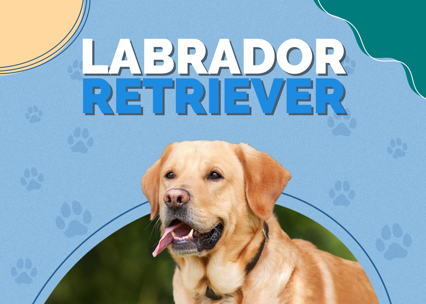 Labrador Retriever Dog Breed Info: Pictures, Traits & Facts