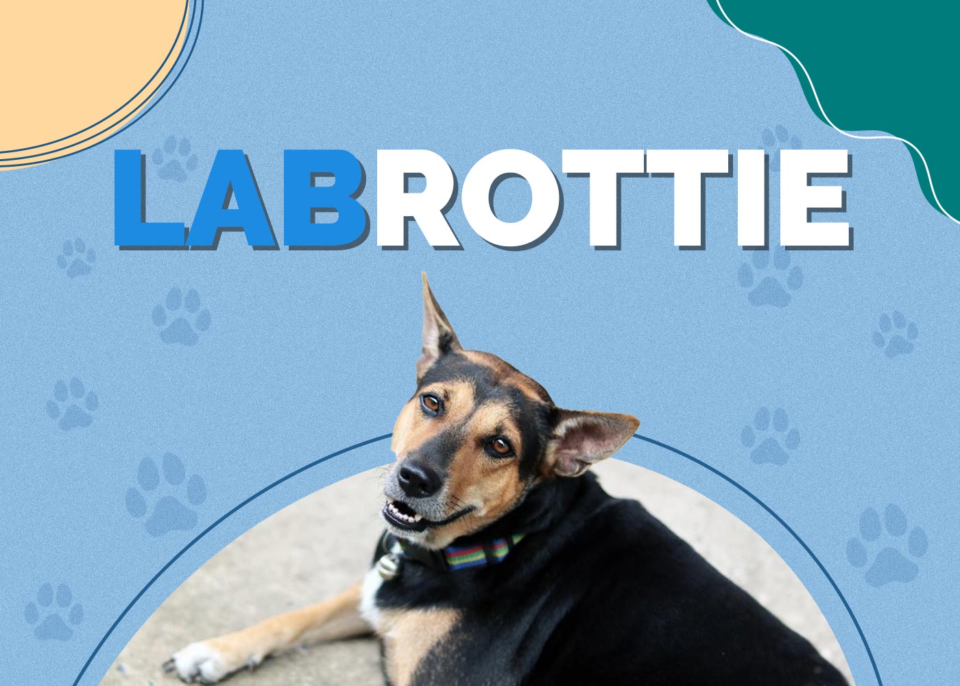 Labrottie (Labrador & Rottweiler Mix) Info, Pictures, Temperament, Traits