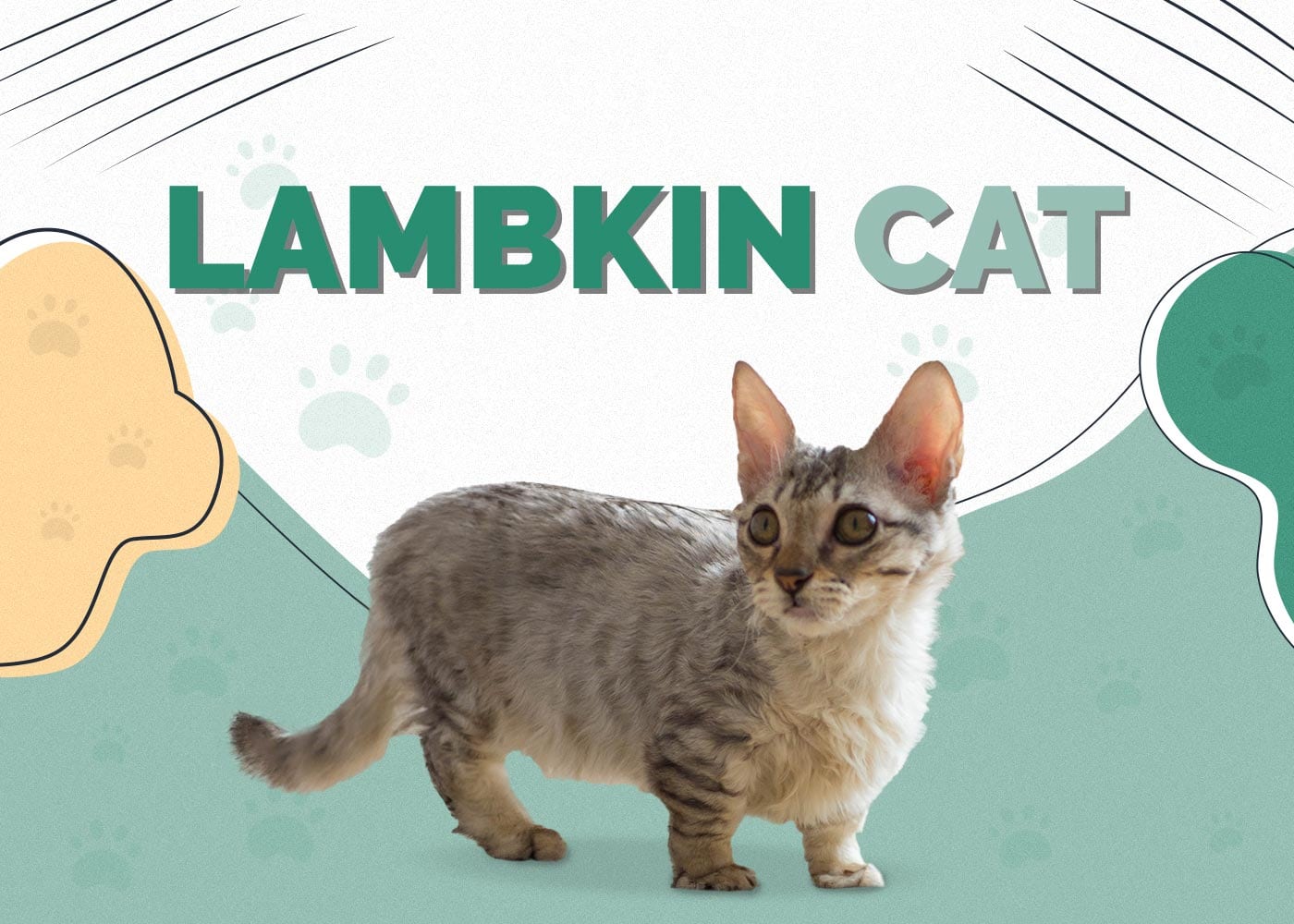 Lambkin Cat (Munchkin & Selkirk Rex Mix): Info, Pictures, Characteristics & Facts