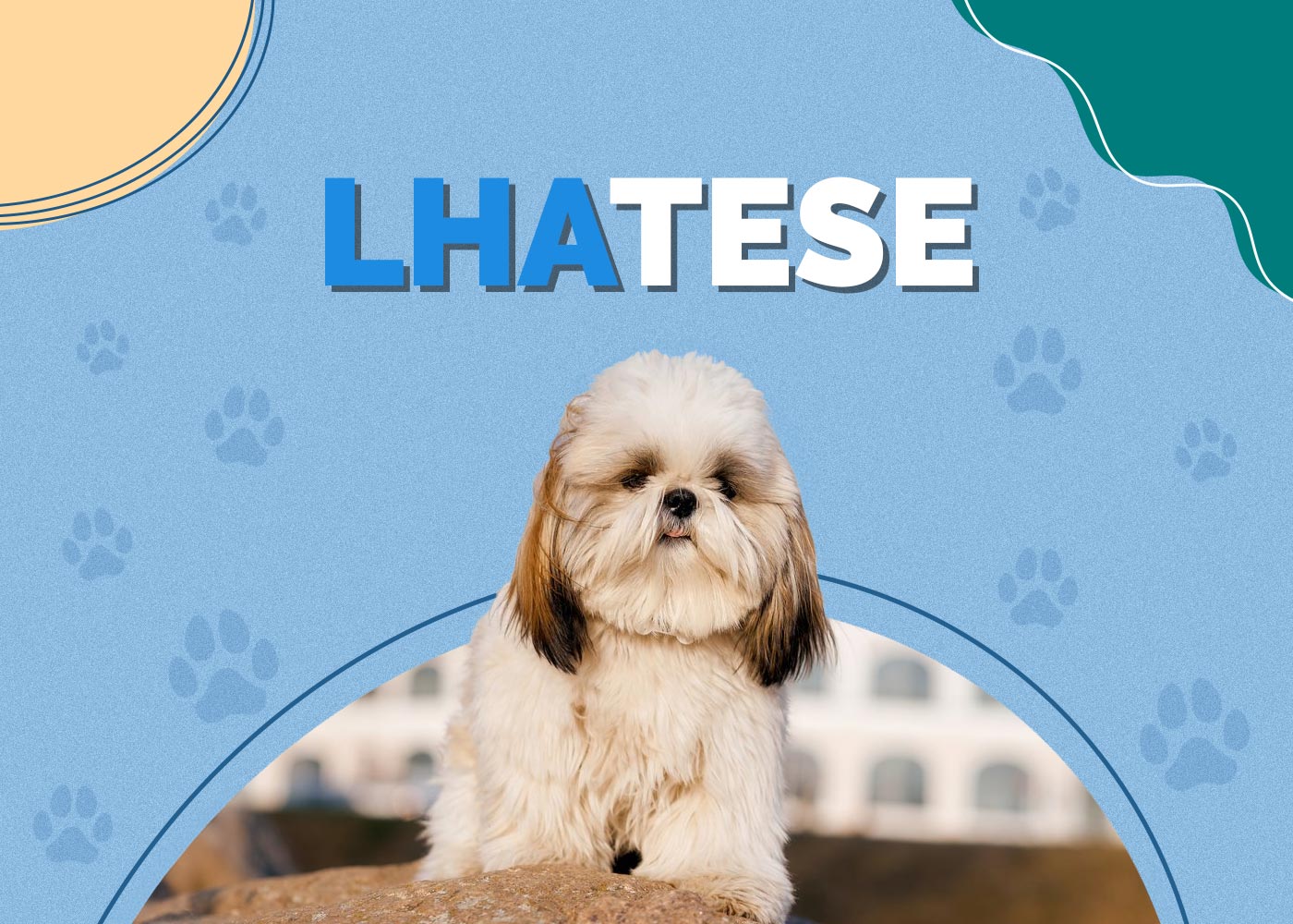 Lhatese (Lhasa Apso & Maltese Mix) Info, Pictures, Facts, Traits