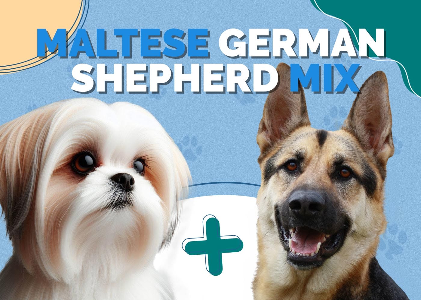 Maltese German Shepherd Mix: Info, Pictures & Characteristics