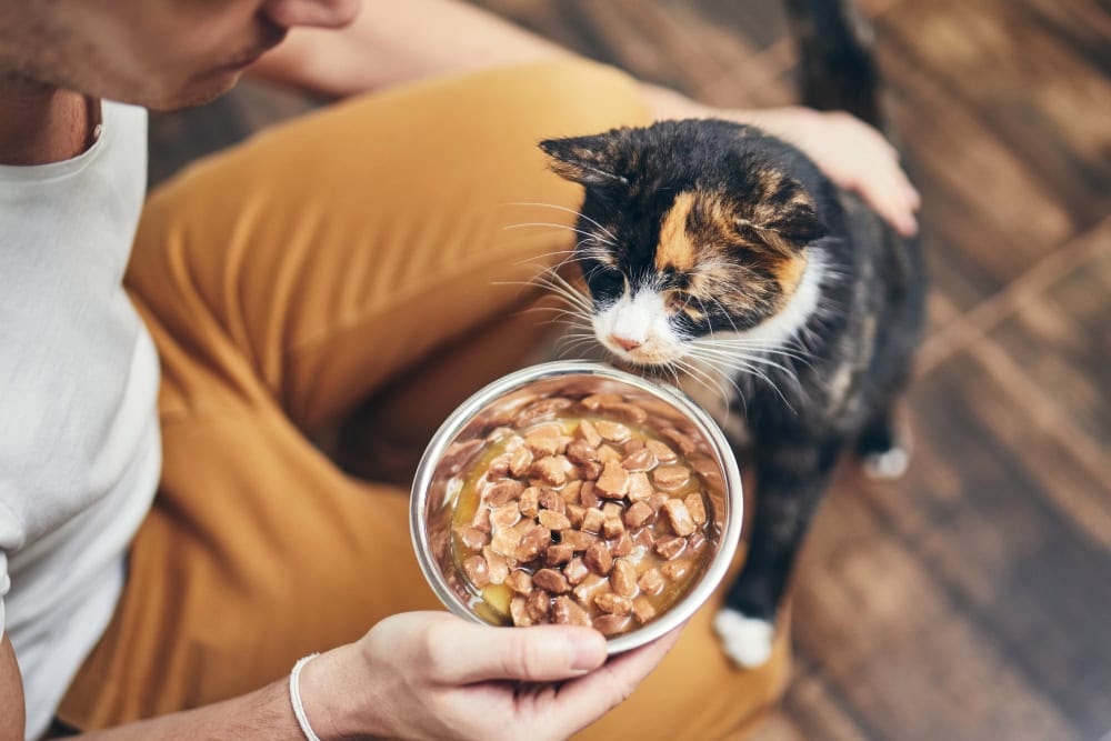 How to Feed Your Cat: Vet-Reviewed Beginner’s Guide