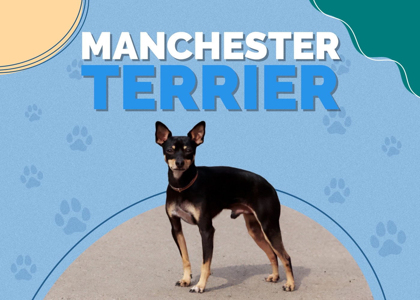 Manchester Terrier Dog Breed Info: Pictures, Personality & Facts