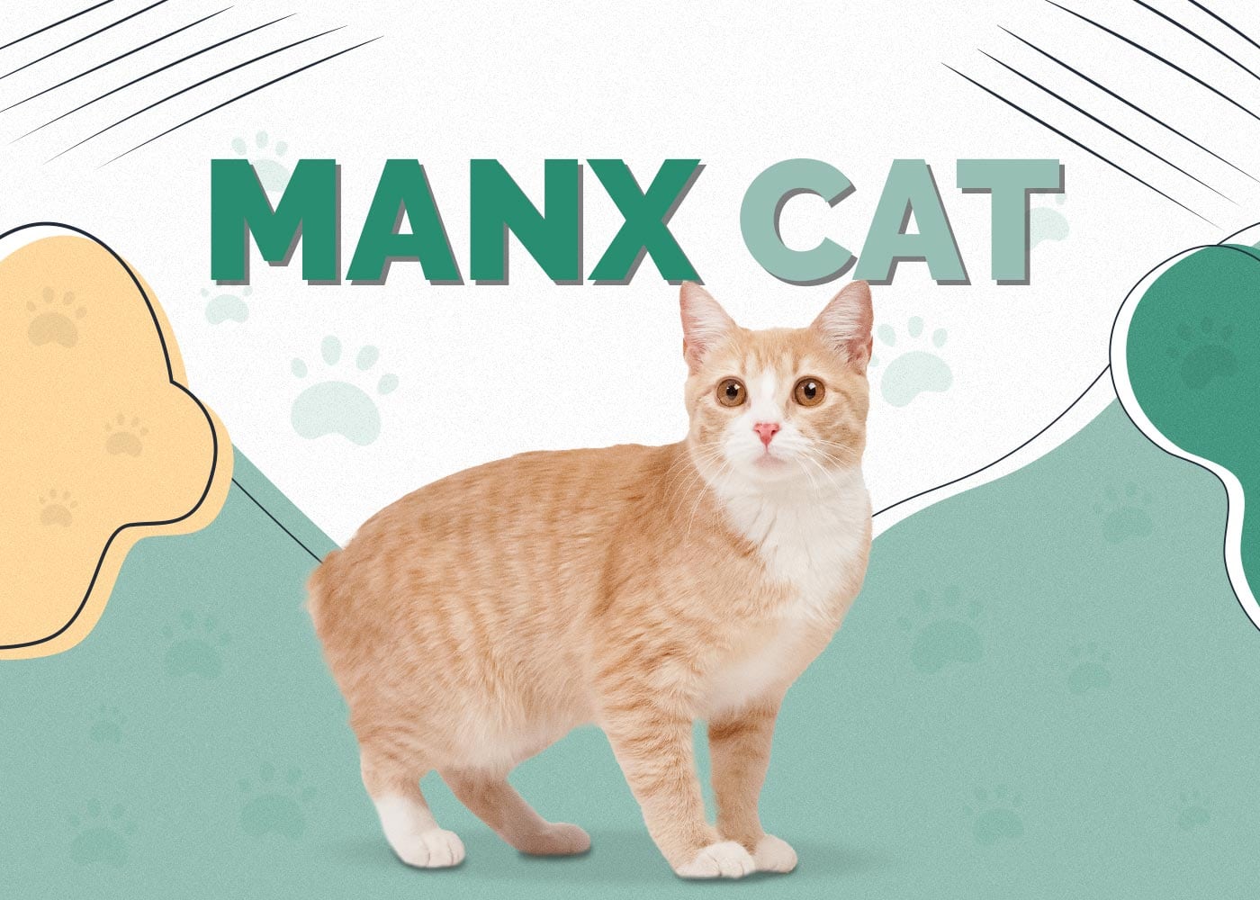 Manx Cat Breed: Info, Pictures Personality, Facts & Care