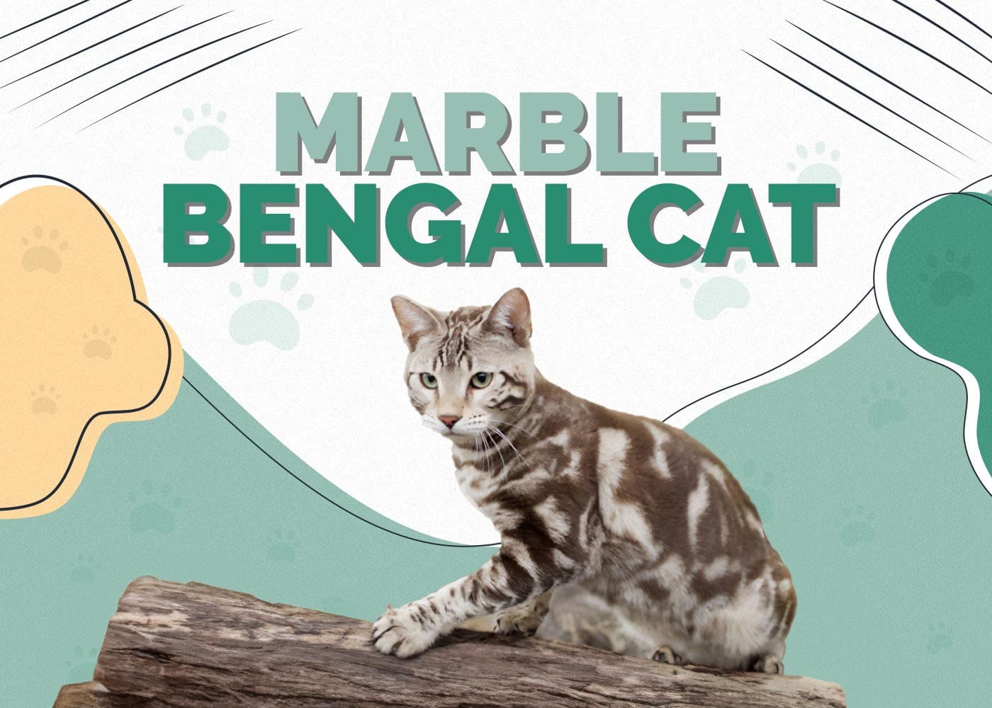 Marble Bengal Cat Facts, Origin & History (With Pictures)