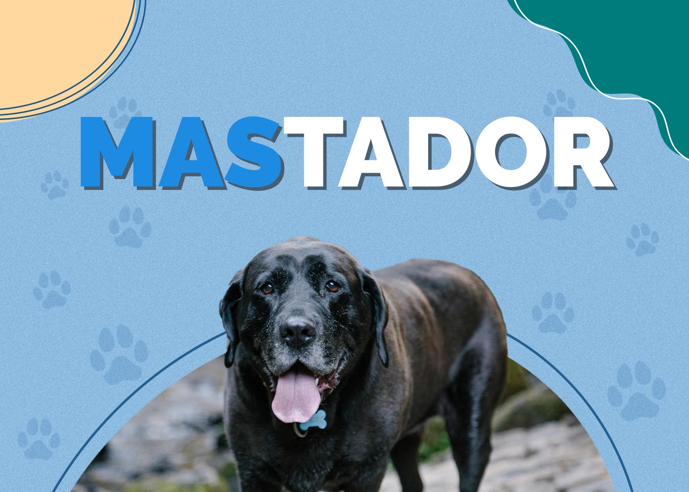 Mastador (Labrador & Mastiff Mix) Info, Pictures, Facts, Traits