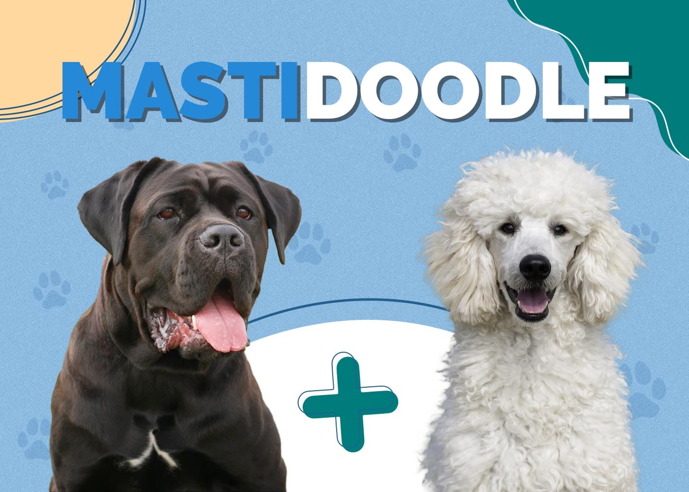 Mastidoodle (Mastiff & Poodle Mix): Info, Pictures, Traits & More