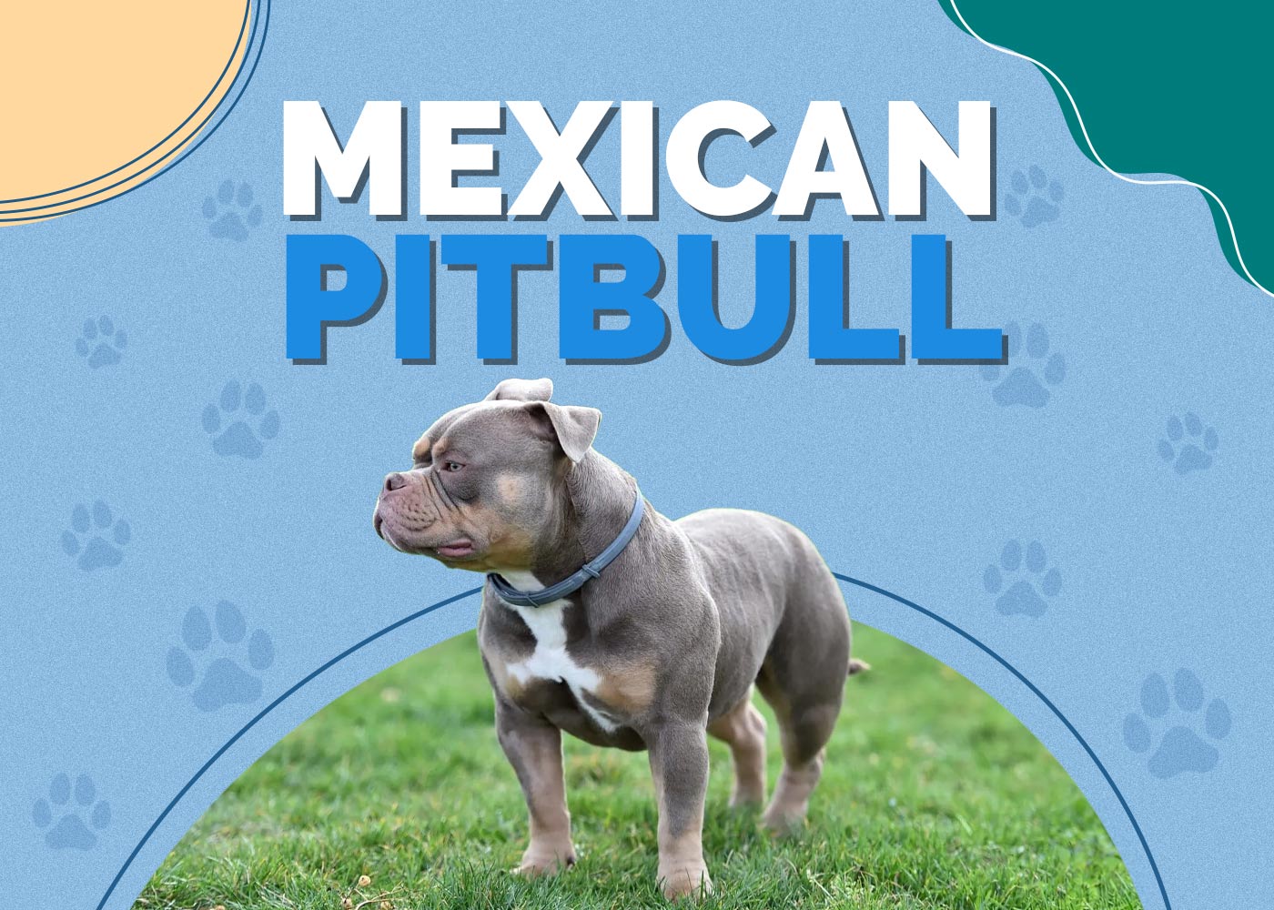 Mexican Pitbull (Chamuco): Pictures, Facts, Origin & History
