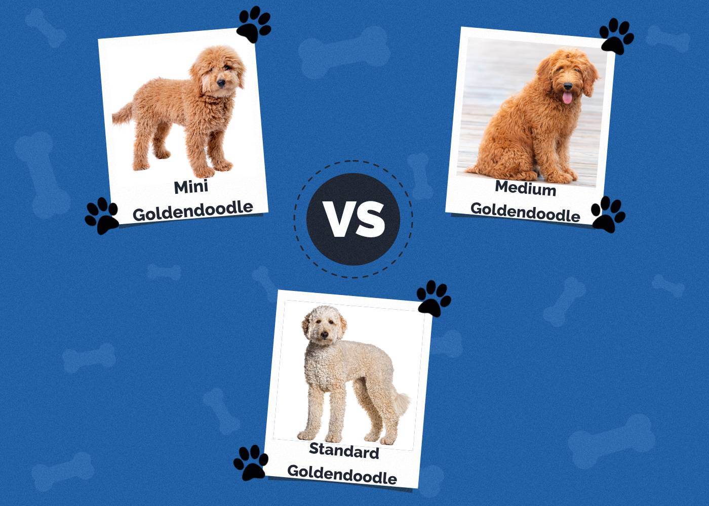 Mini vs Medium vs Standard Goldendoodle