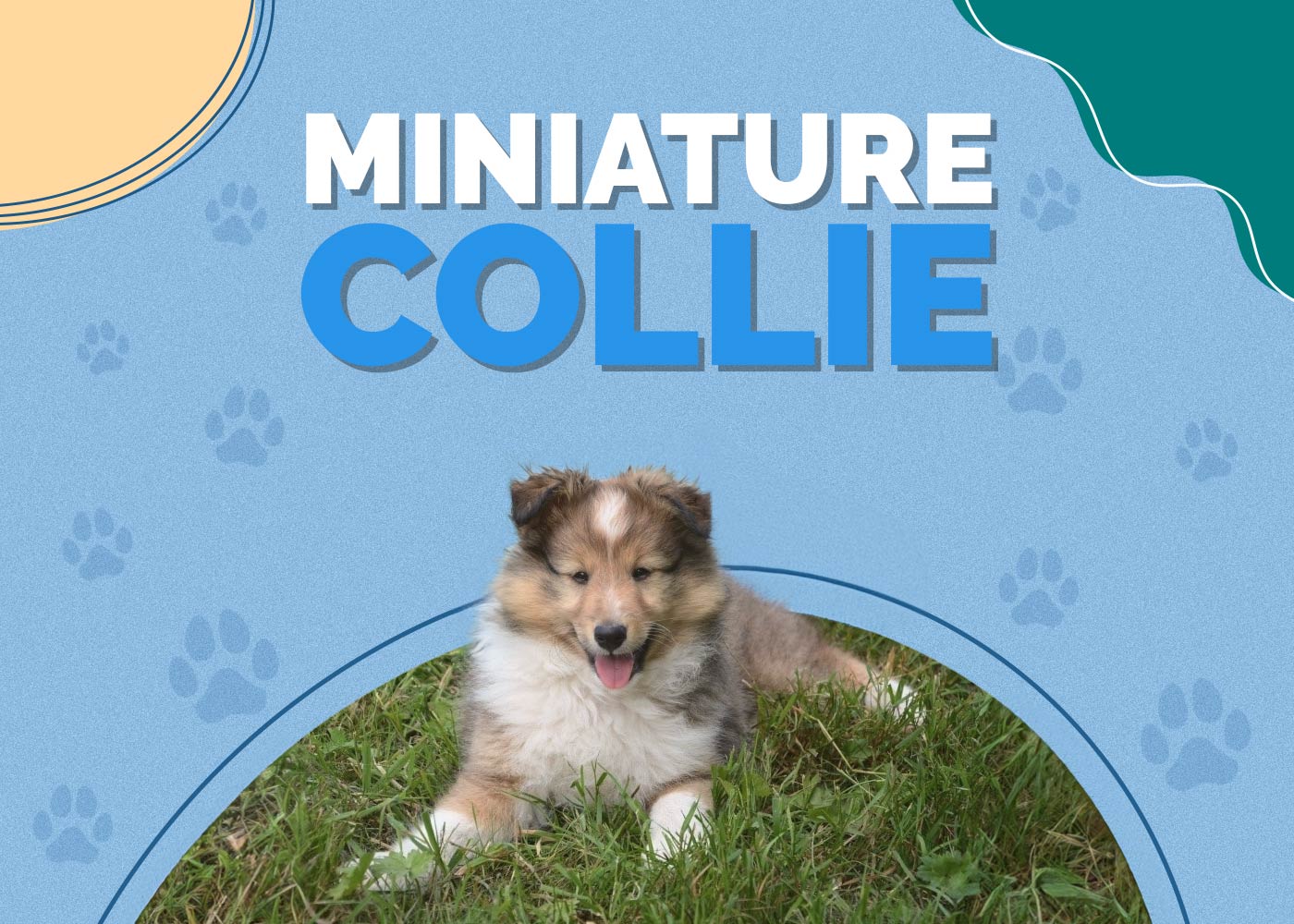 Miniature Collie Dog Breed: Info, Pictures, Facts & Traits