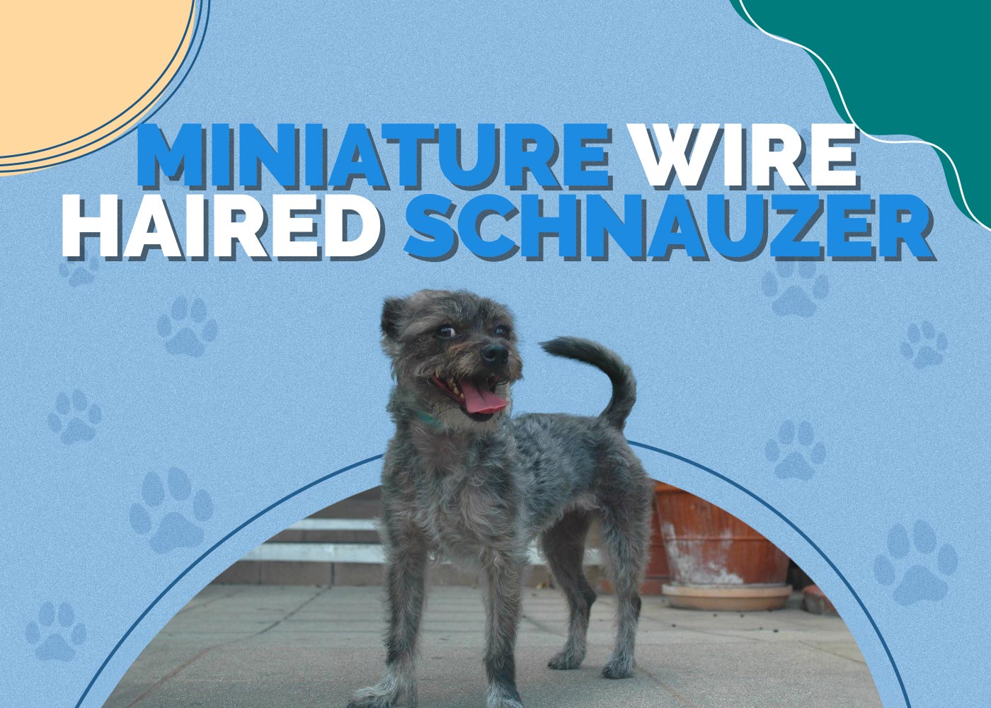 Miniature Wire Haired Schnauzer (Miniature Schnauzer & Wire Fox Terrier Mix): Info, Pictures