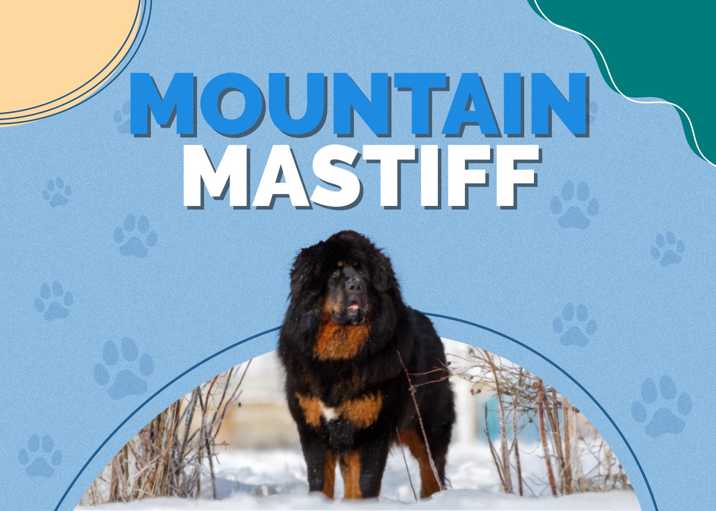 Mountain Mastiff (Bernese Mountain Dog & Mastiff Mix): Info, Pictures & More