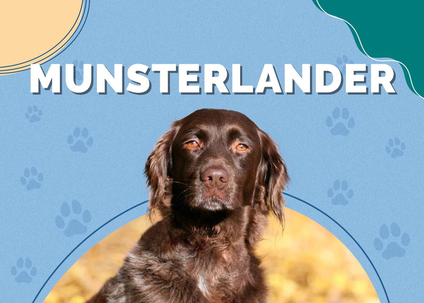 Munsterlander | Dog Breed Info: Pictures, Personality & Facts