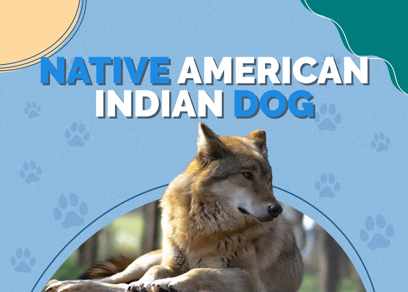 Native American Indian Dog: Breed Info, Pictures, Traits & Facts