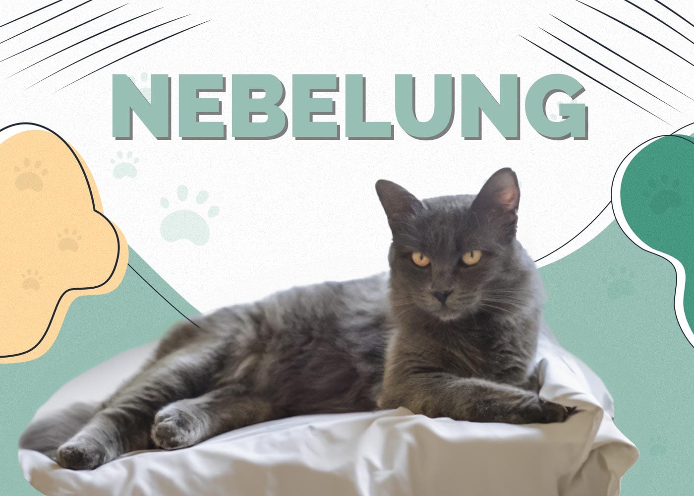 Nebelung Cat: Info, Pictures, Characteristics & Facts