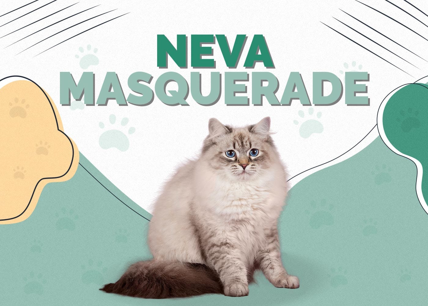 Neva Masquerade Cat Breed: Info, Pictures, Characteristics & Facts
