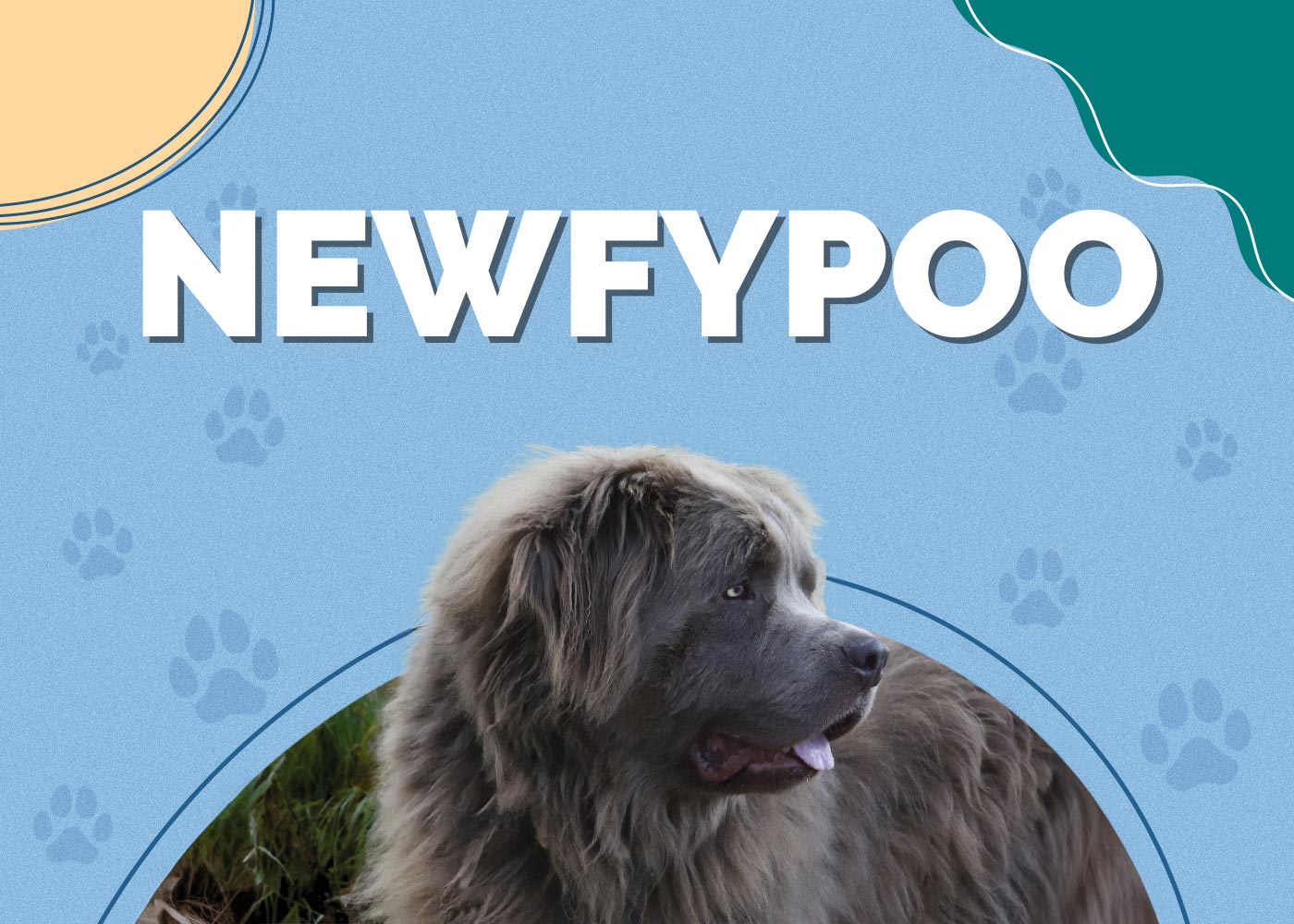 Newfypoo (Newfoundland & Poodle Mix) Info, Pictures, Facts, Puppies