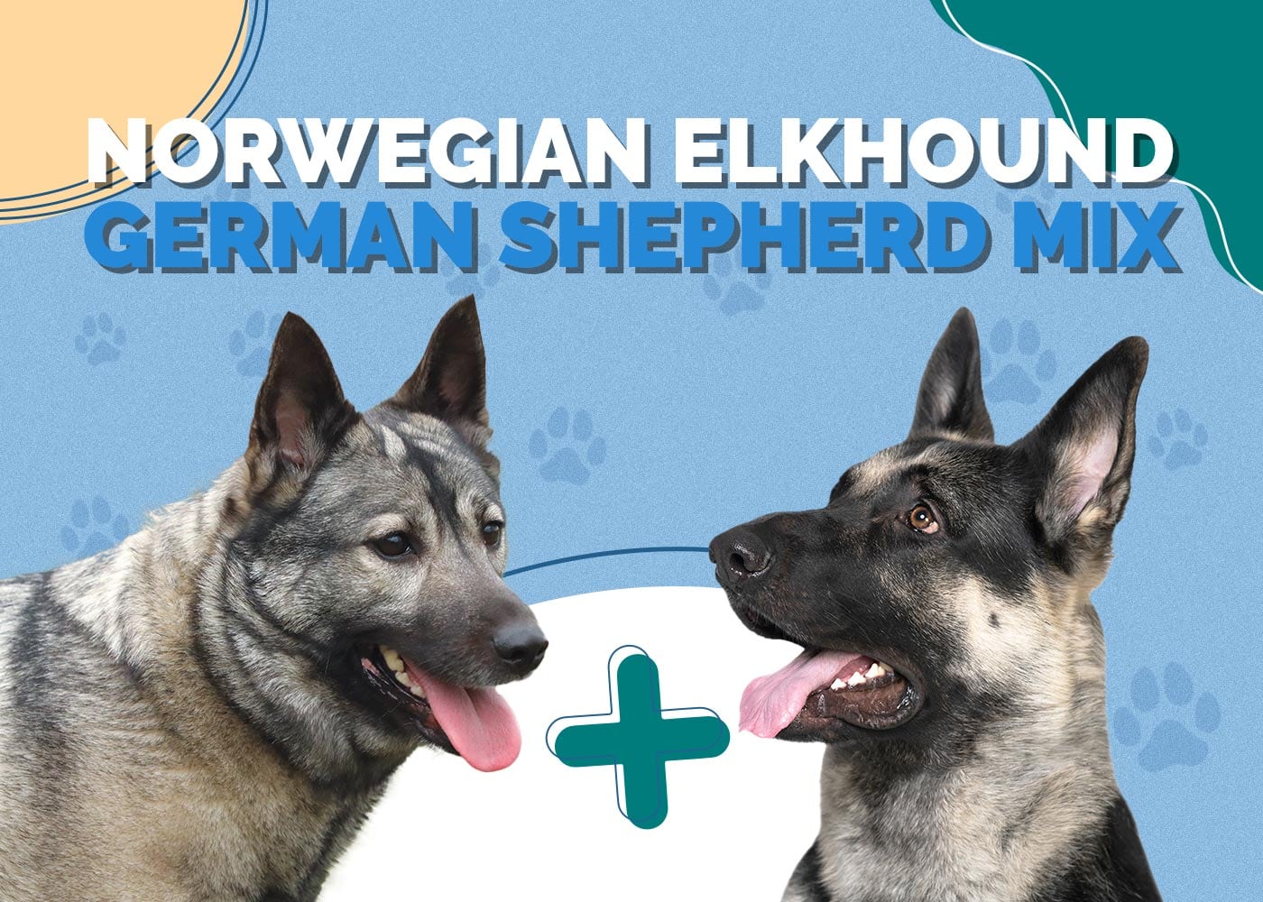 Norwegian Elkhound German Shepherd Mix: Info, Pictures, Characteristics & More