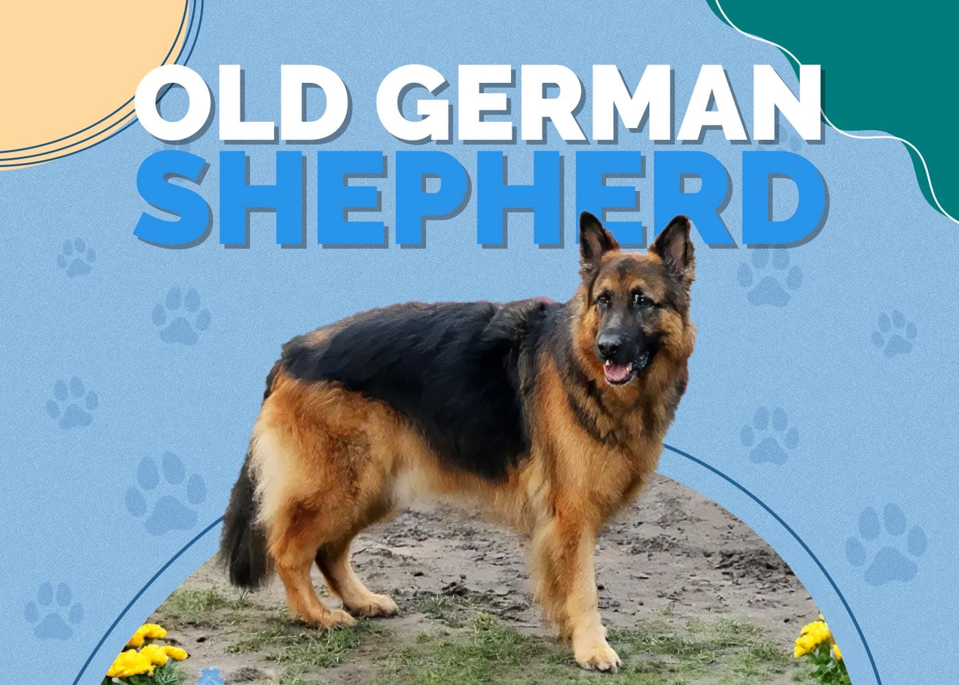 Old German Shepherd Dog: Info, Pictures, Temperament & Traits
