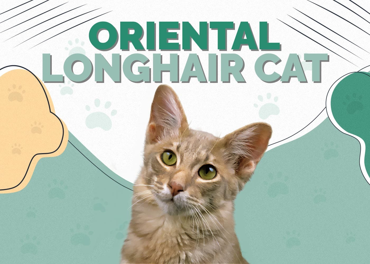 Oriental Longhair Cat: Info, Pictures, Characteristics & Facts