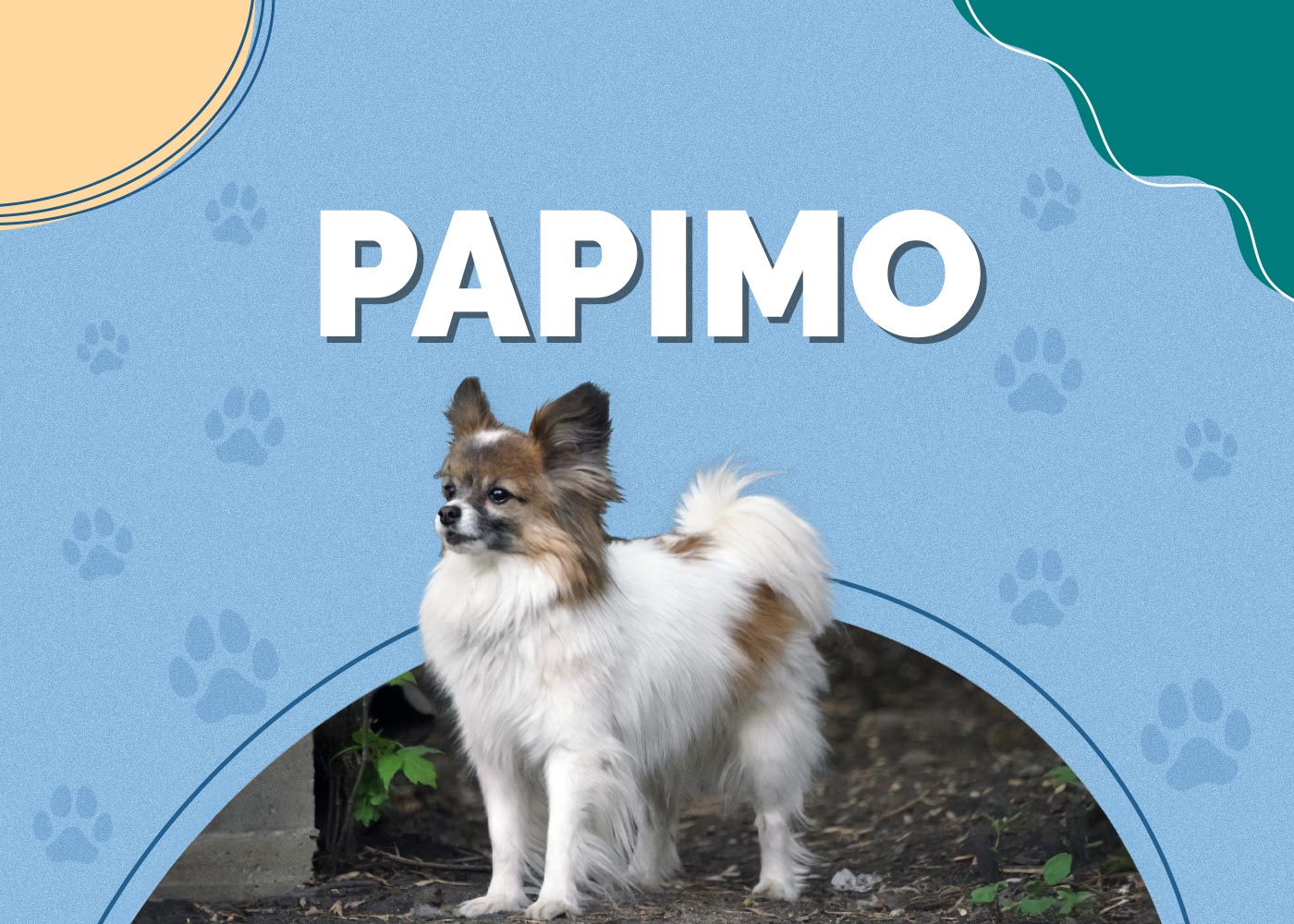 Papimo (American Eskimo Dog & Papillon Mix) Info, Pictures, Traits