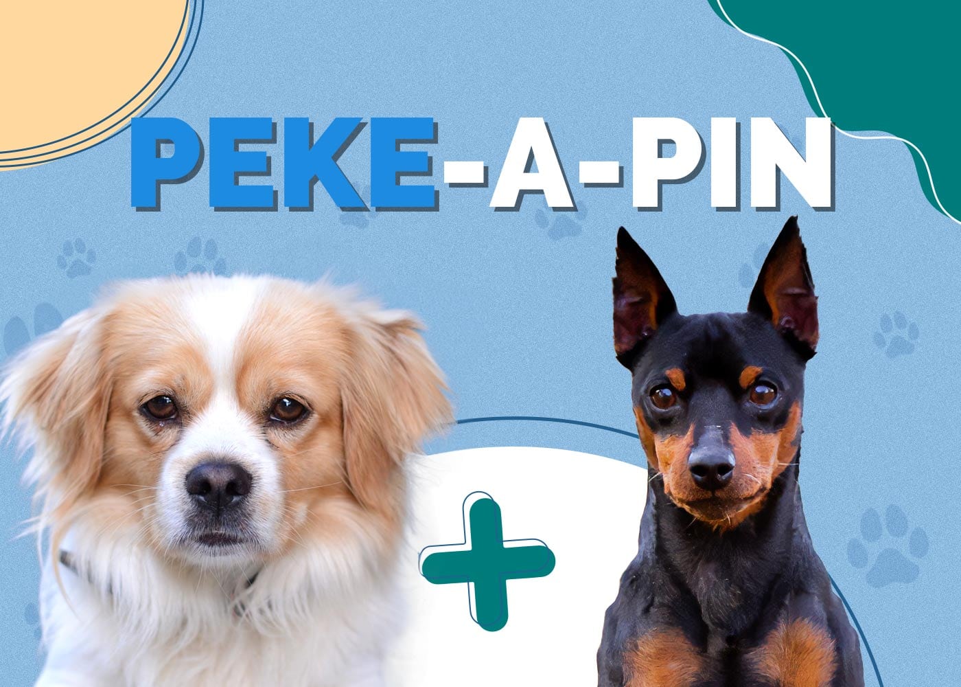 Peke-A-Pin (Pekingese & Miniature Pinscher Mix) Info, Pictures & More