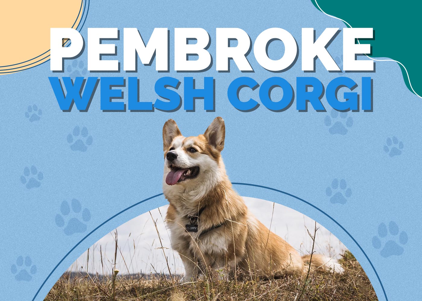 Pembroke Welsh Corgi Dog Breed: Info, Pictures, Traits & Facts