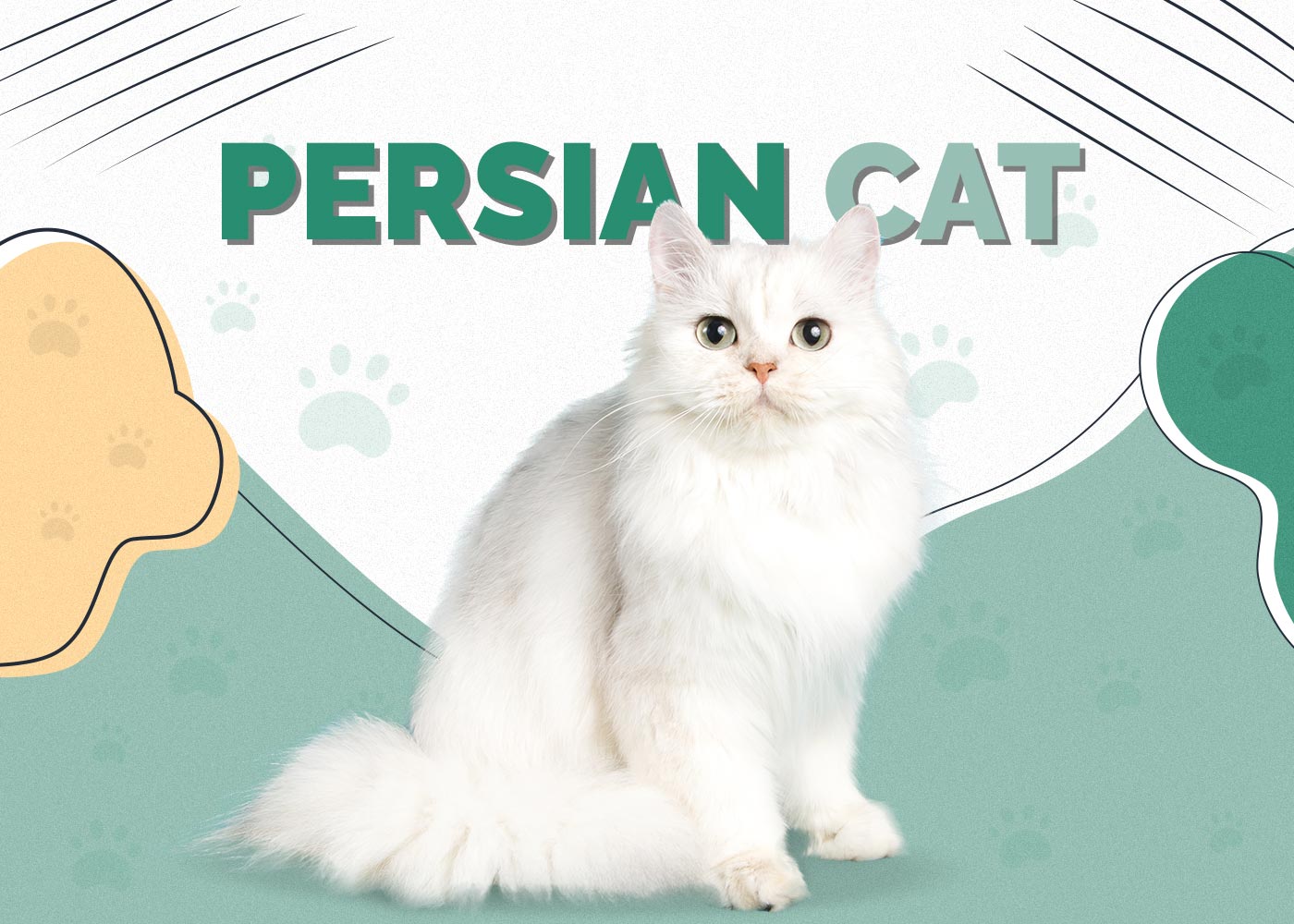 Persian Cat: Pictures, Care Guide, Temperament & Traits
