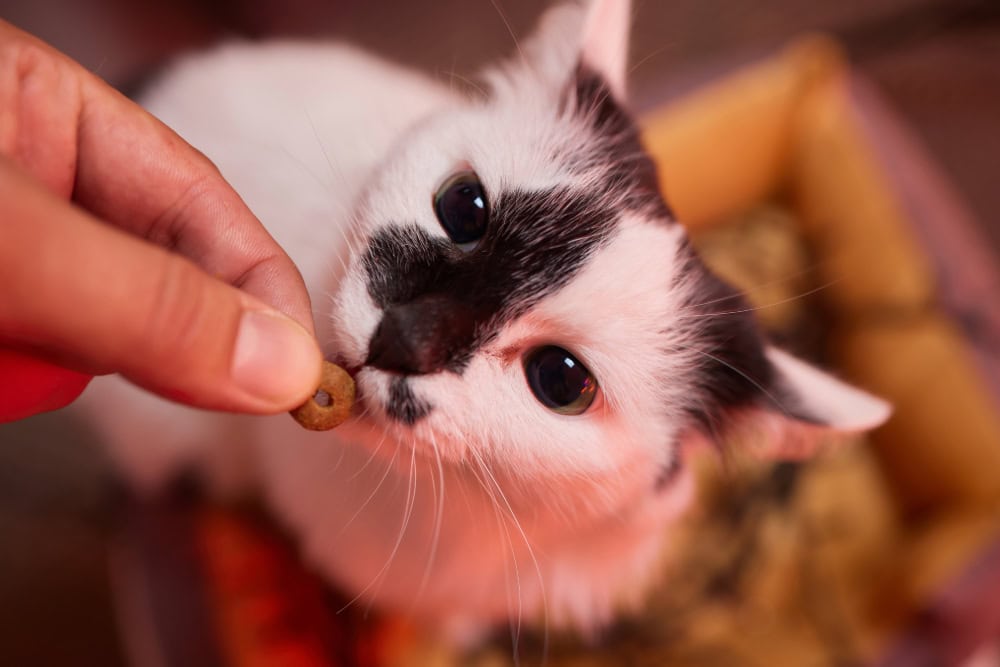 Homemade Tuna Cat Treats - 9 Delicious Recipes (Vet Approved)