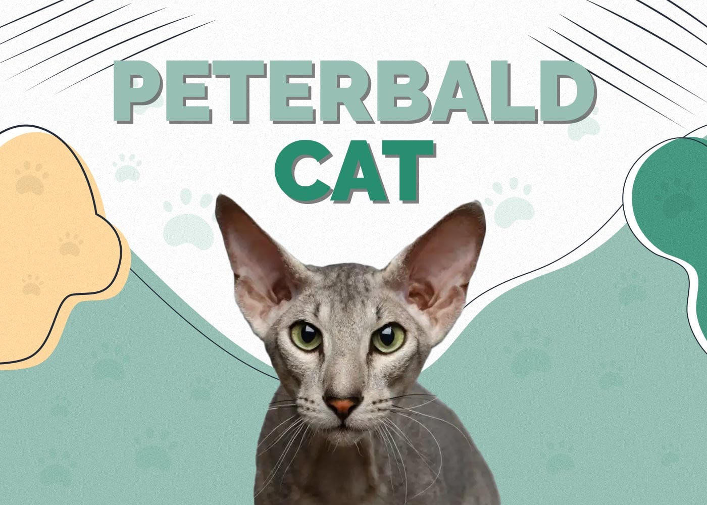 Peterbald Cat Breed: Info, Pictures, Characteristics & Facts
