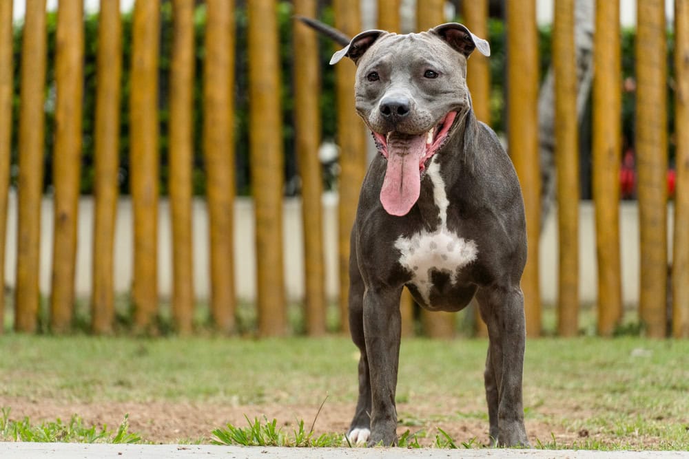 7 Best Fences for Dogs in 2026: Reviews & Top Picks