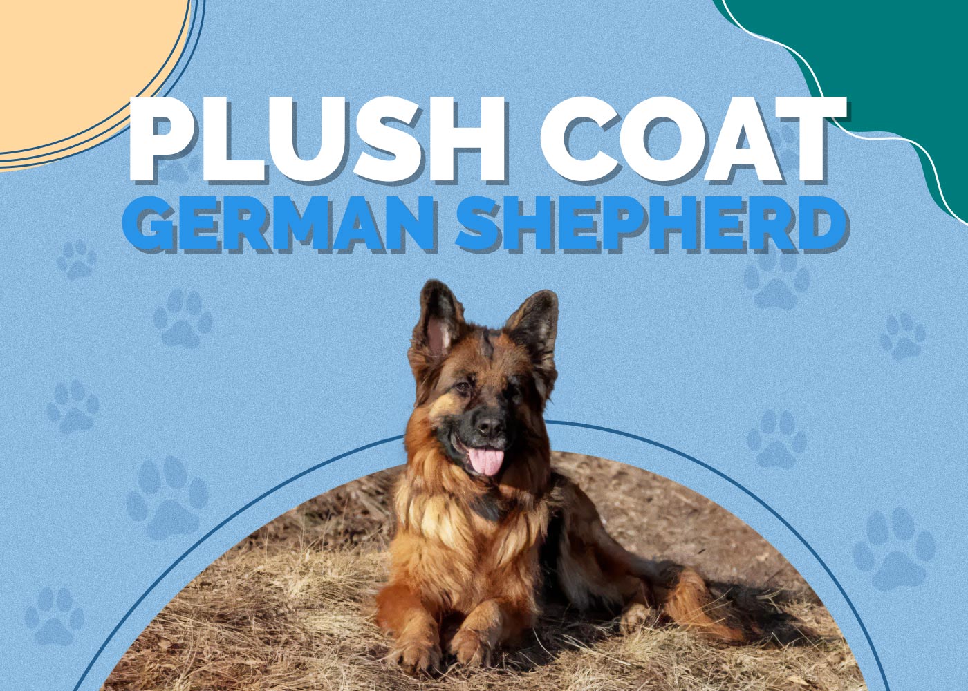 Plush Coat (Medium-Haired) German Shepherd: 8 Interesting Facts, Info & Pictures