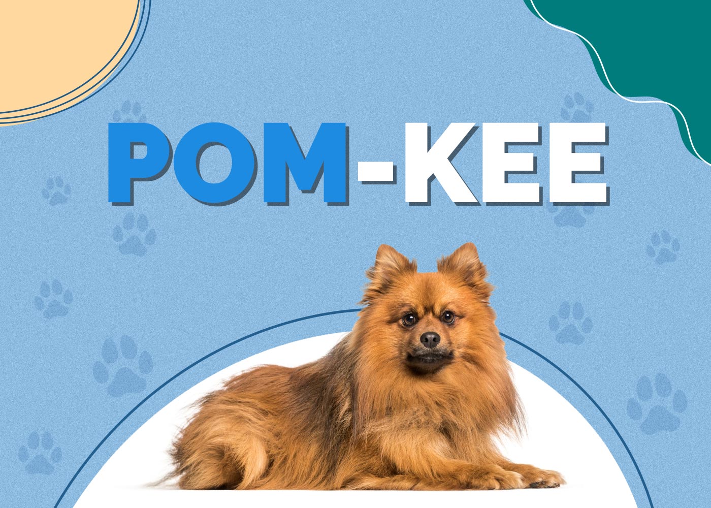 Pom-Kee (Pomeranian & Keeshond Mix) Info, Pictures, Facts, Traits