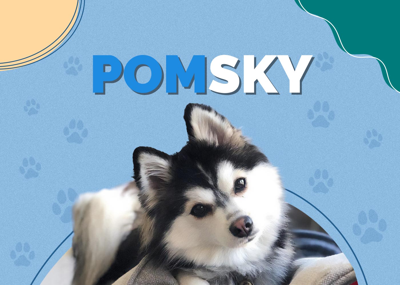 Pomsky (Pomeranian & Husky Mix): Info, Pictures, Facts, Traits
