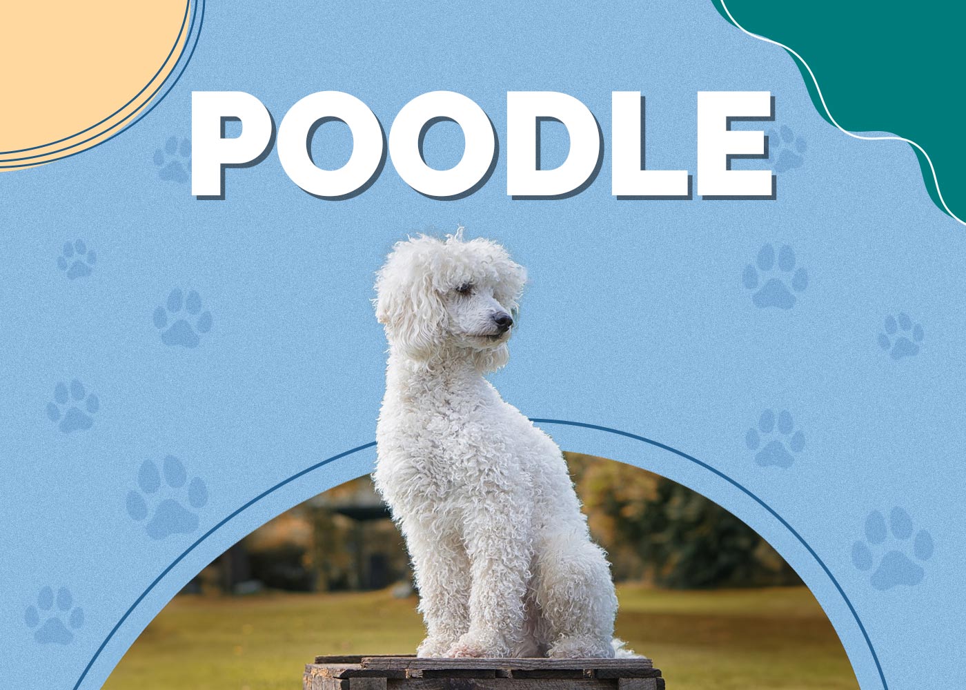 Poodle Dog Breed Info: Pictures, Characteristics & Facts