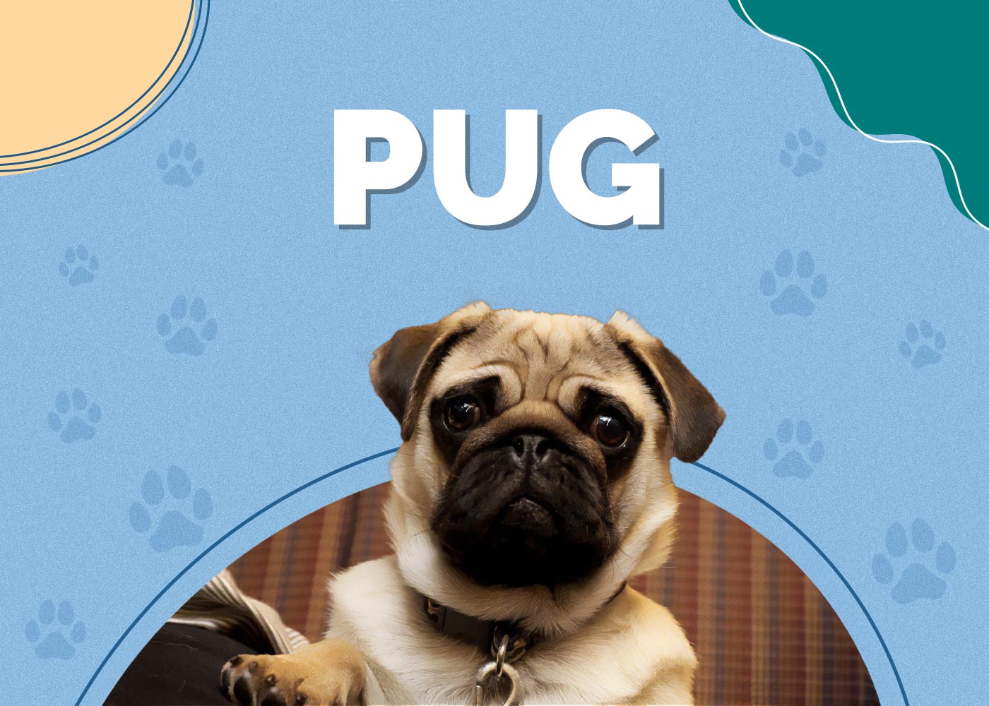 Pug: Dog Breed Info, Pictures, Characteristics & Facts