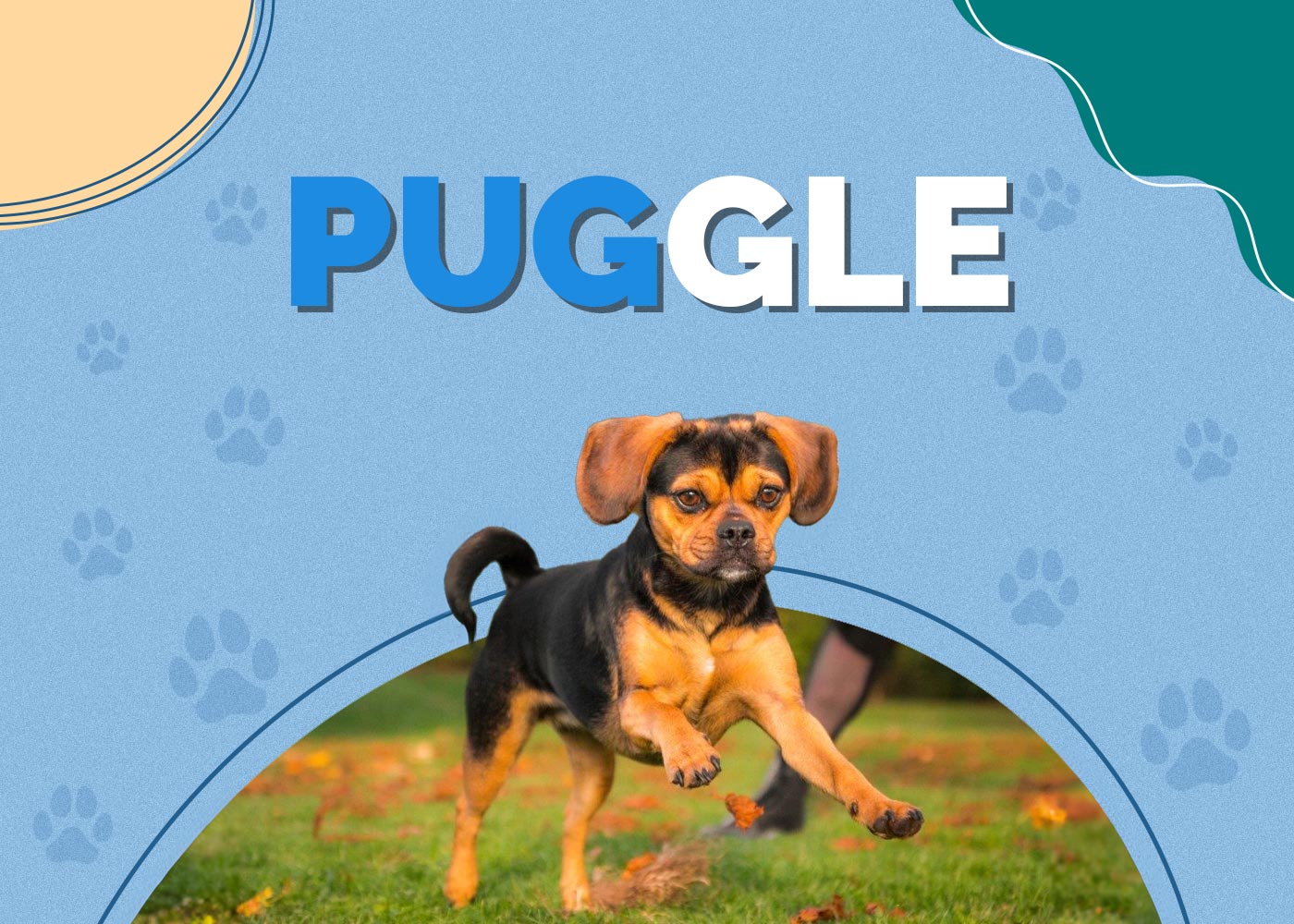 Puggle (Beagle & Pug Mix): Info, Pictures, Facts & Traits