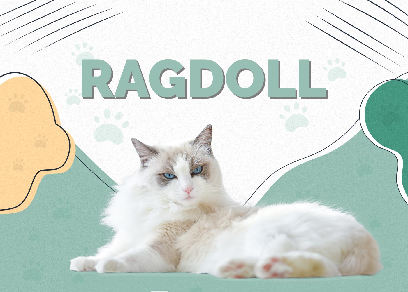 Ragdoll Cat Breed: Info, Pictures, Care, Traits & Facts