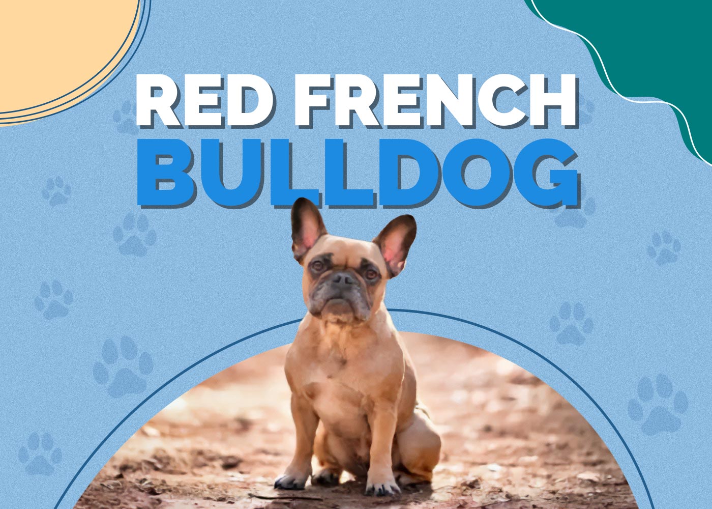 Red French Bulldog: Facts, Pictures, Origin & History